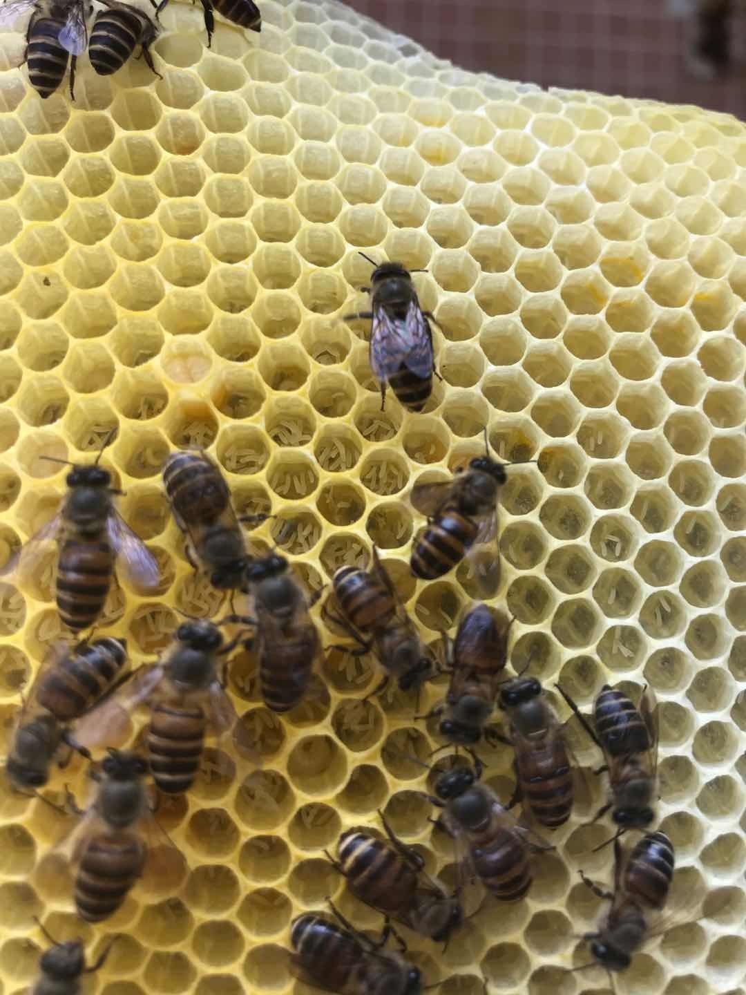 新手養(yǎng)蜂如何分辨工蜂產(chǎn)卵(蜜蜂工蜂產(chǎn)卵的處理方法) 新手養(yǎng)蜂如何分辨工蜂產(chǎn)卵(蜜蜂工蜂產(chǎn)卵的處理方法)