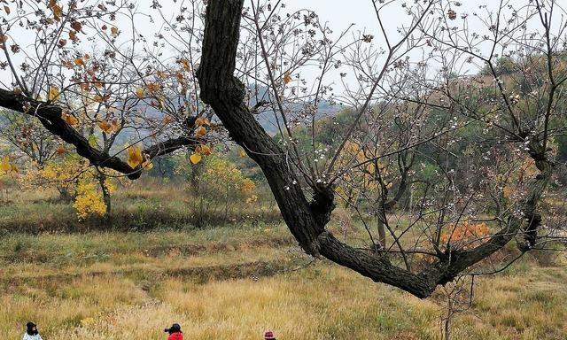 烏桕蜜樹有多少個品種（烏桕種類介紹 ）