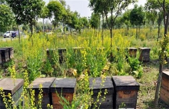 蜜蜂快速繁殖發(fā)展的方法 蜜蜂快速繁殖發(fā)展的方法