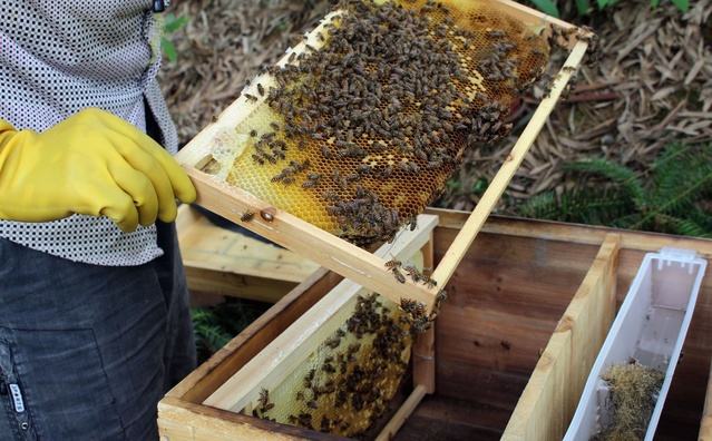 蜜蜂快速繁殖發(fā)展的方法 蜜蜂快速繁殖發(fā)展的方法