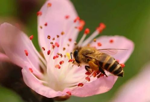 養中蜂的詳細技術方法要點(中蜂養殖發展快的技巧) 養中蜂的詳細技術方法要點(中蜂養殖發展快的技巧)