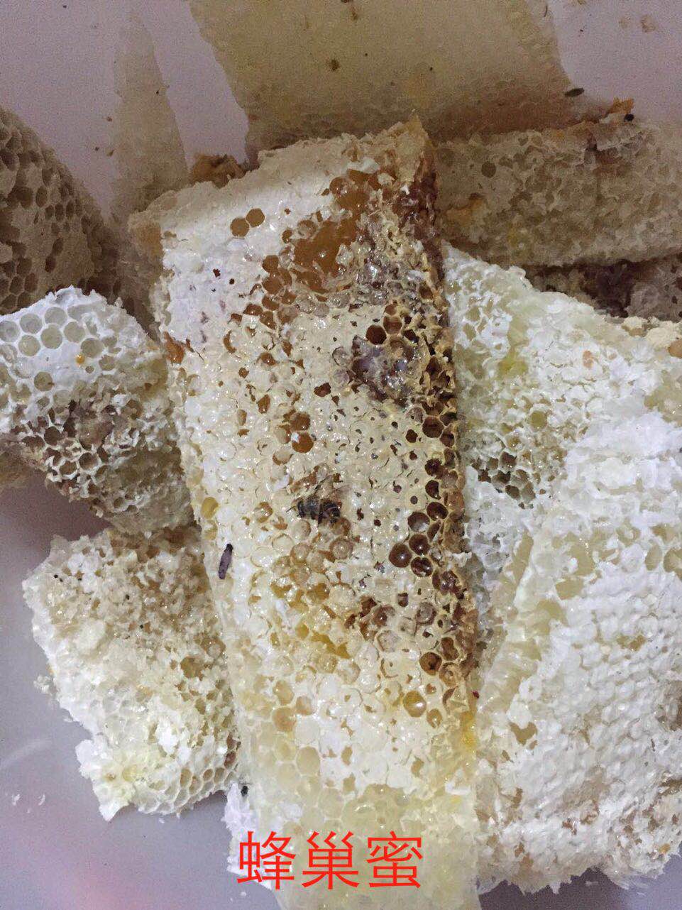 養中蜂的詳細技術方法要點(中蜂養殖發展快的技巧) 養中蜂的詳細技術方法要點(中蜂養殖發展快的技巧)