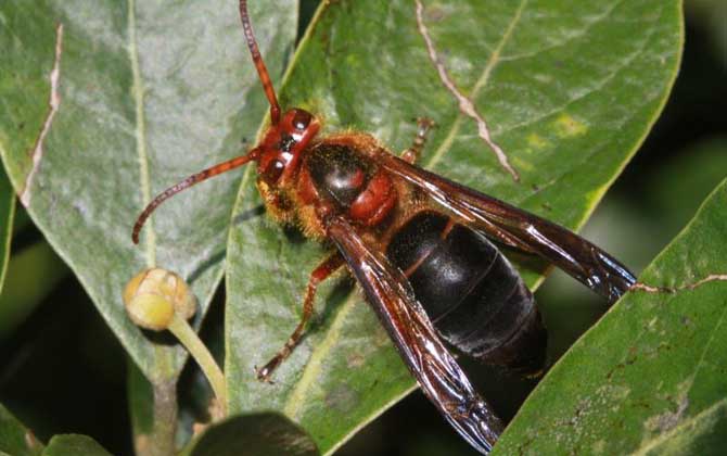 牛角蜂蟄了幾天才算恢復(fù)（牛角蜂蟄了多久過危險期）
