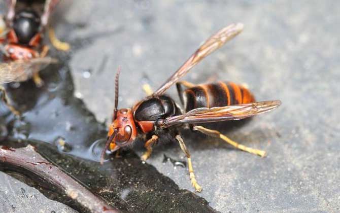 牛角蜂蟄了幾天才算恢復(fù)（牛角蜂蟄了多久過危險期）