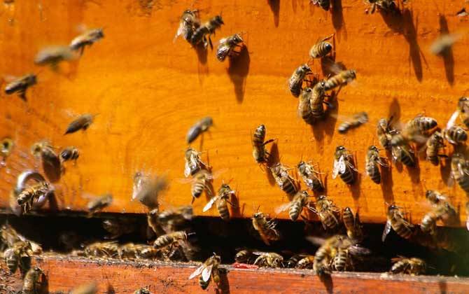 怎么辨別偵查蜂? 偵查蜂