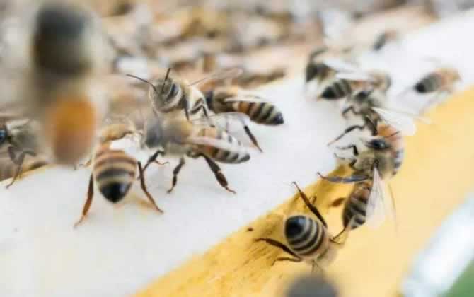 怎么辨別偵查蜂? 偵查蜂