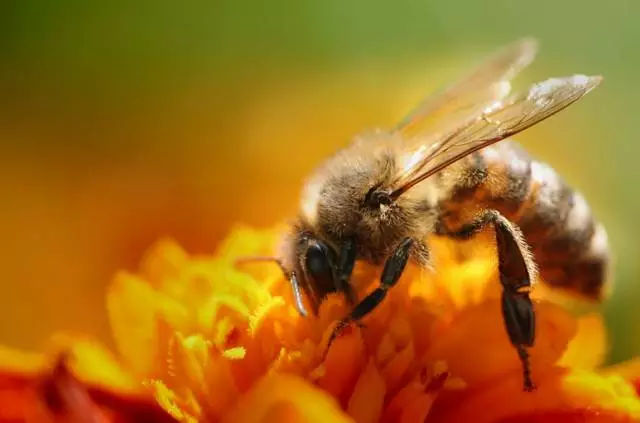 蜜蜂換哪個季節(jié)的蜂王好（春王 夏王 秋王 冬王你會選哪種王）