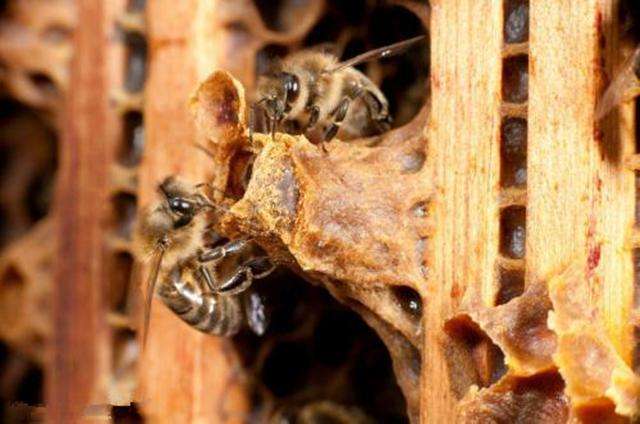 怎樣人工培育優質蜂王？