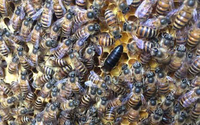 怎樣人工培育優質蜂王？