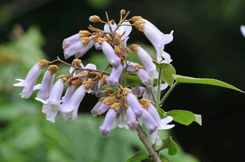 泡桐的拼音讀和組詞（泡桐拼音的正確讀法）