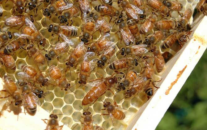 蜂王開始產多少卵 蜂王開始產多少卵