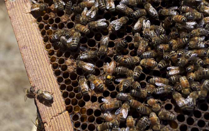 蜂王開始產多少卵 蜂王開始產多少卵