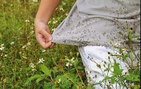 鬼針草是蜜源植物嗎？(鬼針草有果實嗎)