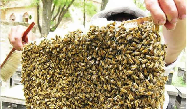 格子箱養蜂什么時候取蜜 格子箱養蜂什么時候取蜜