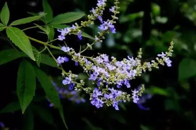 中國四大蜜源植物指的是哪四種？(附帶四種蜜源植物介紹)