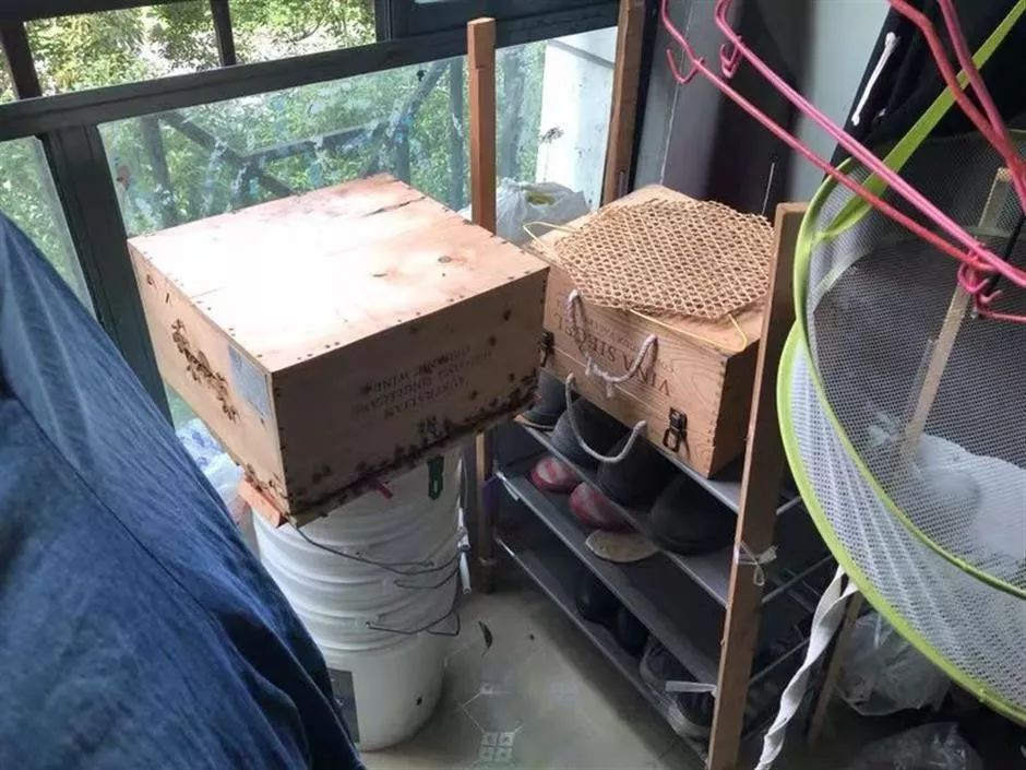 城市陽臺養蜂技術(家庭養蜂需要什么條件) 城市陽臺養蜂技術(家庭養蜂需要什么條件)