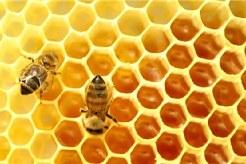 想養(yǎng)蜜蜂怎么引種（引進(jìn)蜂種的注意事項(xiàng)）