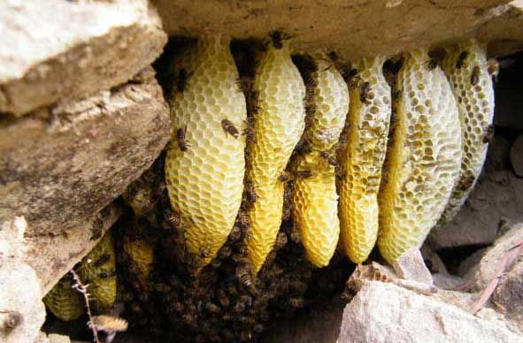 蜜蜂窩怎么處理(發現蜜蜂窩的處理方法) 蜜蜂窩怎么處理(發現蜜蜂窩的處理方法)