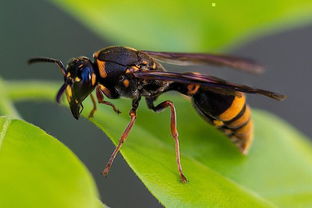 養(yǎng)蜂怎么防胡蜂(新手養(yǎng)蜂如何預(yù)防胡蜂) 養(yǎng)蜂怎么防胡蜂(新手養(yǎng)蜂如何預(yù)防胡蜂)