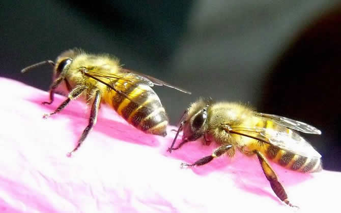 夢(mèng)見蜜蜂是什么預(yù)兆? 夢(mèng)見蜜蜂