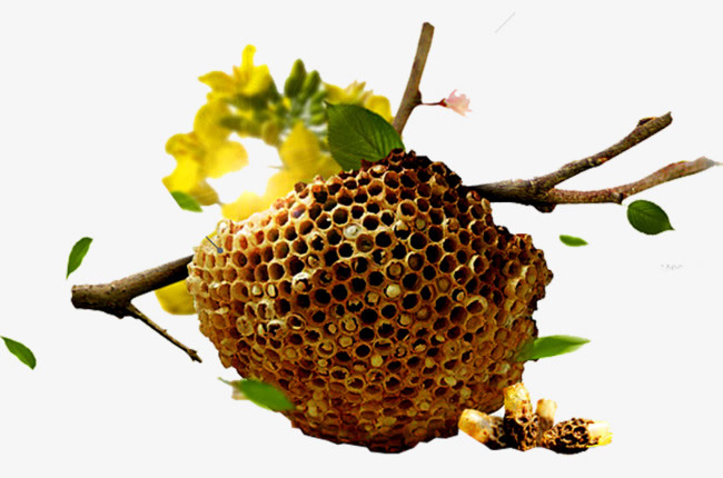 蜜蜂如何建造蜂巢？