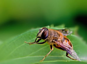 蜜蜂蜂王是自己吃蜂蜜嗎(為什么蜂王盒子里面要放紅糖) 蜜蜂蜂王是自己吃蜂蜜嗎(為什么蜂王盒子里面要放紅糖)