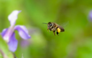蜜蜂蜂王是自己吃蜂蜜嗎(為什么蜂王盒子里面要放紅糖) 蜜蜂蜂王是自己吃蜂蜜嗎(為什么蜂王盒子里面要放紅糖)