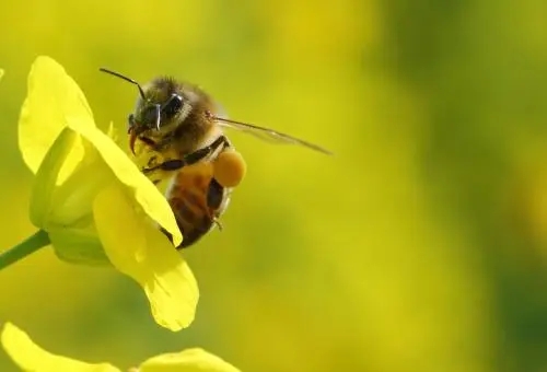 秋后意蜂喂糖時機(jī)（蜜蜂秋天幾天喂一次糖）