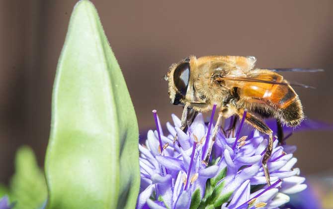 被馬蜂蟄了要觀察多久 被馬蜂蟄了要觀察多久