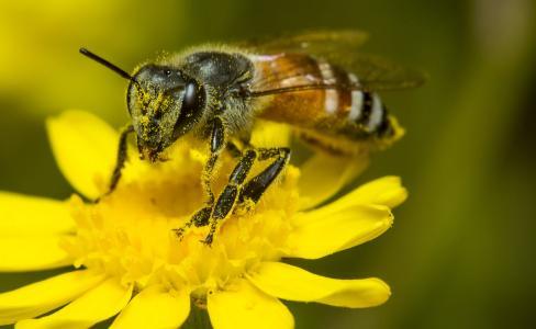 阿壩中蜂如何困王過(guò)冬(中蜂越冬管理技術(shù)要點(diǎn)) 阿壩中蜂如何困王過(guò)冬(中蜂越冬管理技術(shù)要點(diǎn))