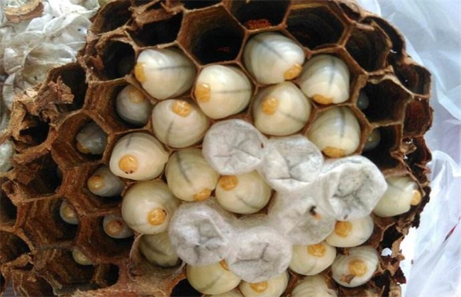 胡蜂養殖市場分析(學點皮毛輕松掌握胡蜂養殖技術) 胡蜂養殖市場分析(學點皮毛輕松掌握胡蜂養殖技術)