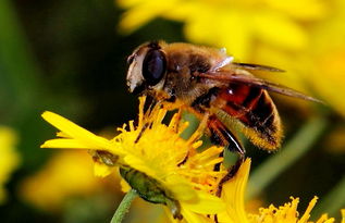熊蜂怎么飼養(yǎng)(熊蜂怎么飼養(yǎng)) 熊蜂怎么飼養(yǎng)(熊蜂怎么飼養(yǎng))