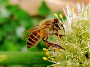熊蜂怎么飼養(yǎng)(熊蜂怎么飼養(yǎng)) 熊蜂怎么飼養(yǎng)(熊蜂怎么飼養(yǎng))