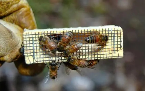 蜜蜂王的任務是什么(蜂王的職責是干什么的) 蜜蜂王的任務是什么(蜂王的職責是干什么的)