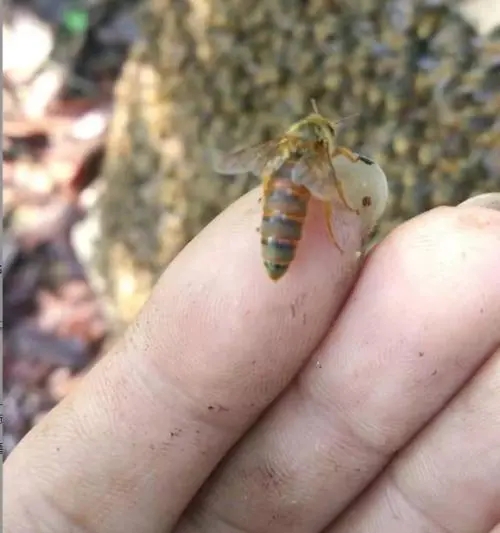 蜜蜂王的任務是什么(蜂王的職責是干什么的) 蜜蜂王的任務是什么(蜂王的職責是干什么的)