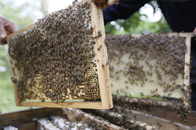 購買蜜蜂巢礎技巧(巢礎多少錢一張) 購買蜜蜂巢礎技巧(巢礎多少錢一張)