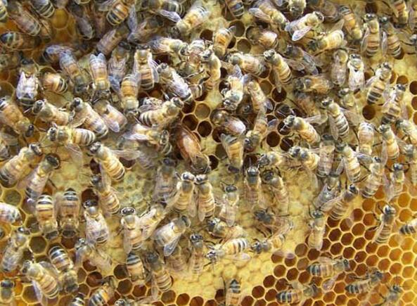 養(yǎng)蜜蜂的方法與知識(養(yǎng)蜜蜂常識) 養(yǎng)蜜蜂的方法與知識(養(yǎng)蜜蜂常識)