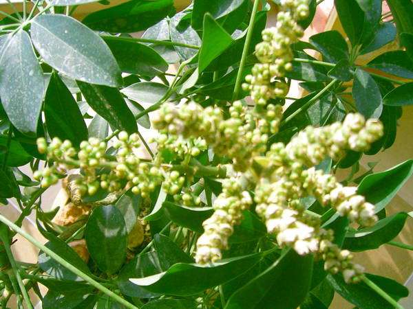 中國(guó)三大蜜源植物指的是哪三種（常見的蜜源植物有哪些）