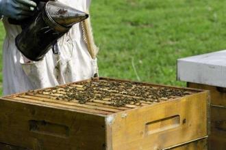 新手養蜂注意事項有哪些? 新手養蜂注意事項有哪些?
