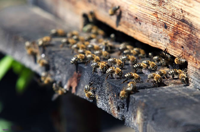 琿春黑蜂蜂王介紹 琿春黑蜂蜂王