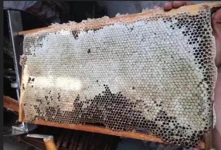 什么叫子脾(蜜脾與子脾的區別) 什么叫子脾(蜜脾與子脾的區別)