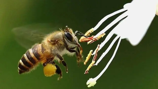 一萬只中蜂有多重 一萬只中蜂有多重