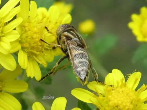 人工育王需要哪些工具(育王群有哪幾種形式) 人工育王需要哪些工具(育王群有哪幾種形式)
