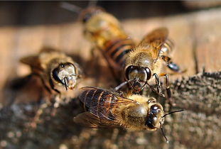 中蜂處女王可以關幾天(中蜂養殖,蜂王可以關幾天) 中蜂處女王可以關幾天(中蜂養殖,蜂王可以關幾天)