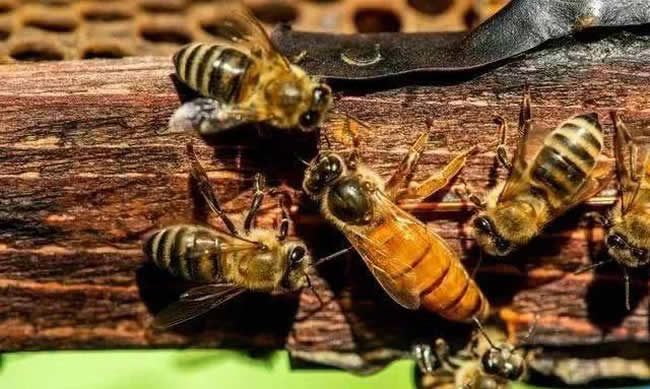 蜂王死了怎么辦?小編來告訴大家怎么辦? 蜂王死了怎么辦