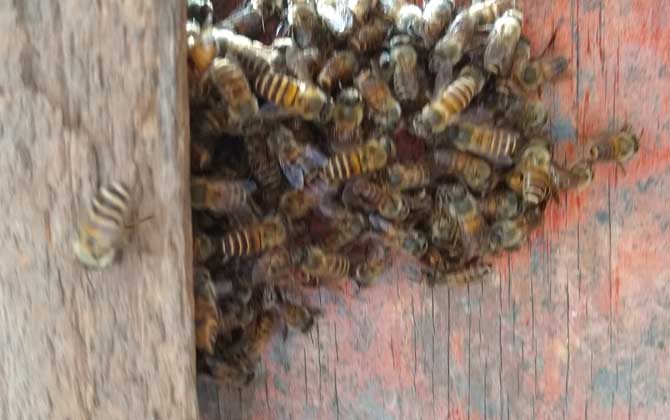 蛋群幾十只工蜂如何發展 蛋群幾十只工蜂如何發展