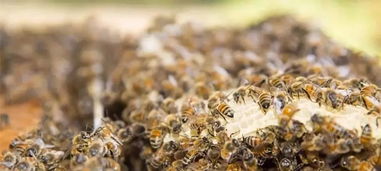 ?工蜂只采粉是什么原因(為什么蜜蜂只采花粉是什么原因) ?工蜂只采粉是什么原因(為什么蜜蜂只采花粉是什么原因)