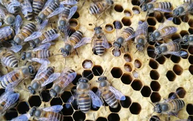 中蜂怎樣人工分蜂比較好（掌握中蜂人工分蜂的方法）