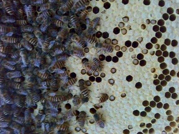 中蜂囊狀幼蟲病如何防治？