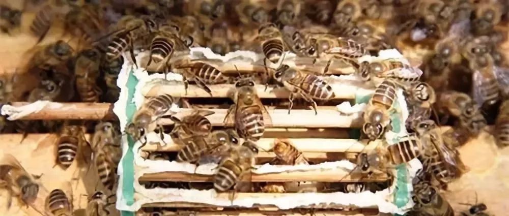 養(yǎng)蜂四大必備技能有哪些（養(yǎng)蜂實用技術(shù)）